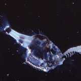 Mentre con la sua sagoma assolutamente inconfondibile che ricorda una mannaia c�� il pesce ascia (Argyropelecus hemigymnus), un essere dal manto metallico che emana una luce rosa e vive addirittura oltre i 1000 metri (Foto di Creative Commons Attribution-Share Alike 3.0)